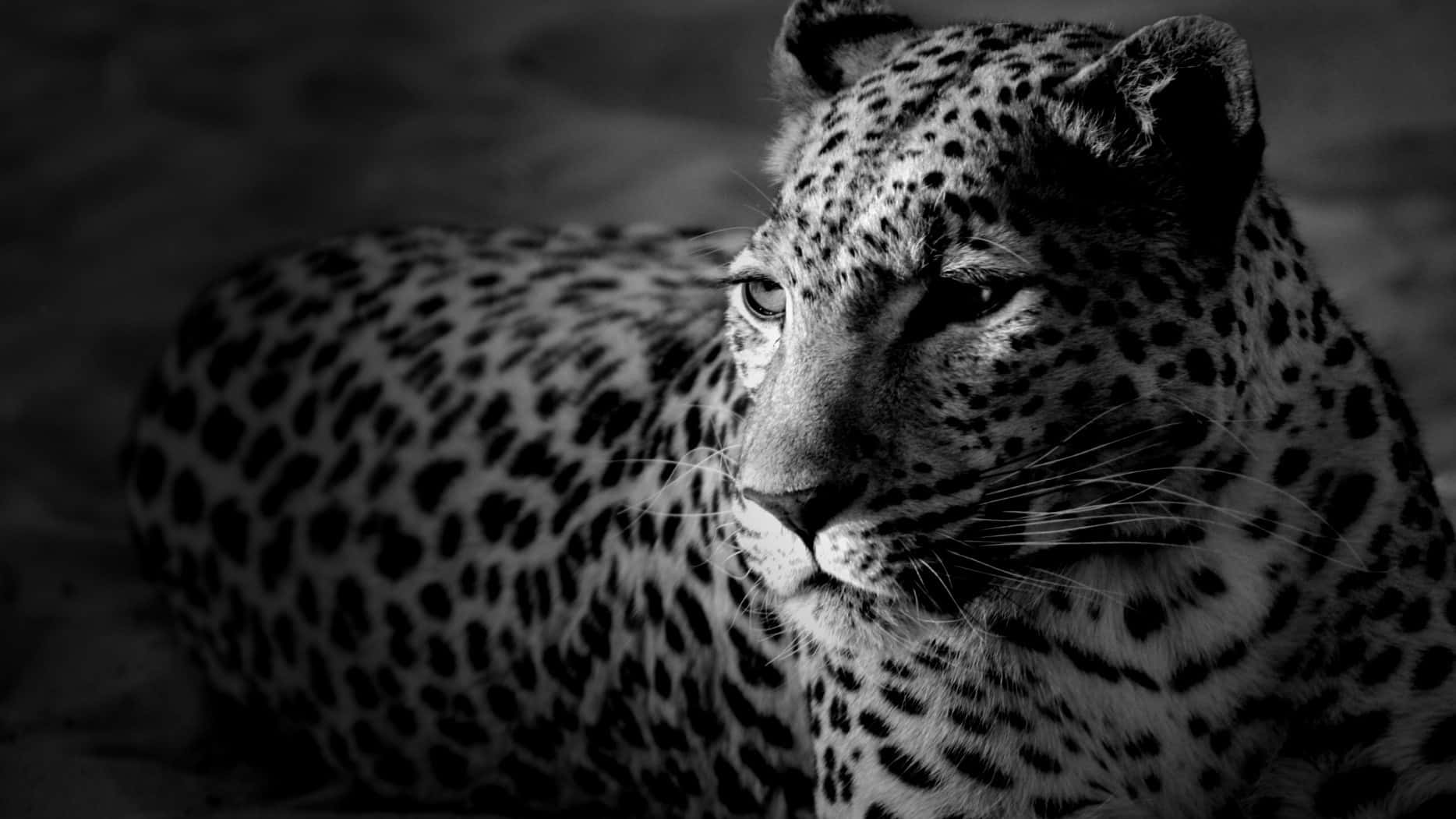 Jaguarvandrar I Sin Naturliga Miljö. Wallpaper