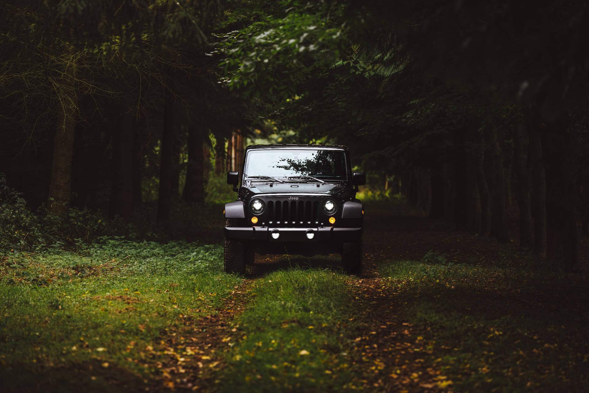 Black Jeep In The Forest Wallpaper