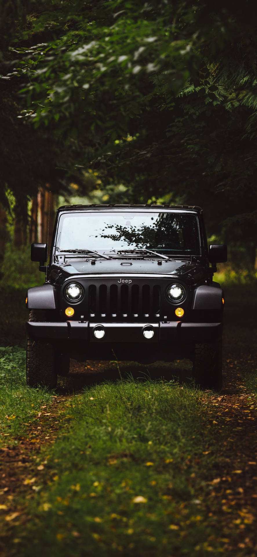 A Stunning Black Jeep Wrangler venturing through a Secluded Forest. Wallpaper