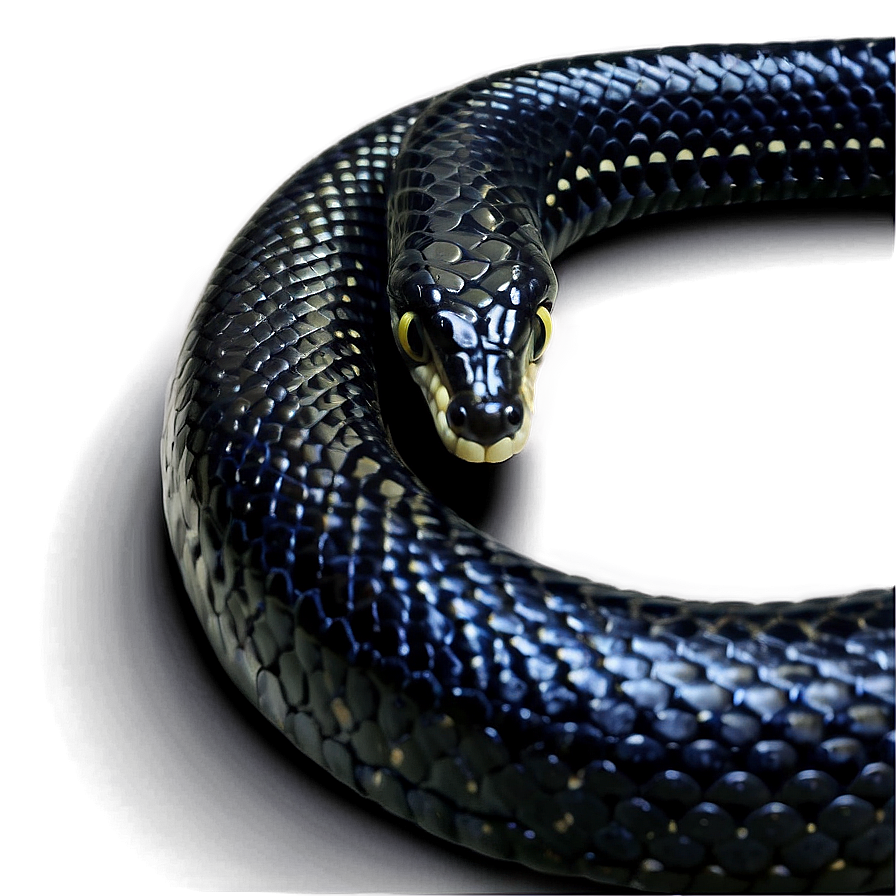 Black King Snake Png 25 PNG