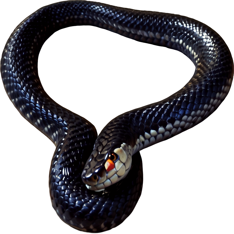 Black King Snake Png Clq PNG