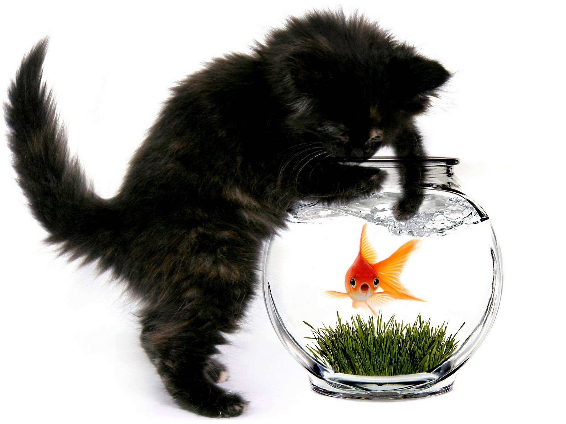 Black Kitten And Goldfish