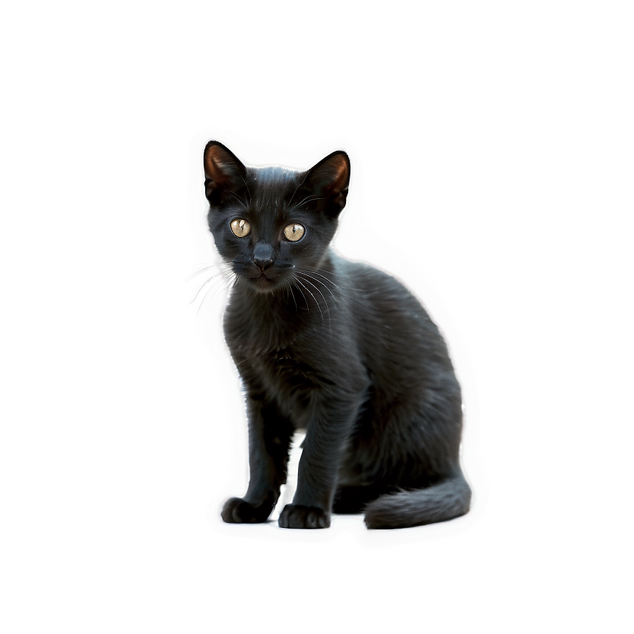 Download Black Kitten Png 05232024 | Wallpapers.com