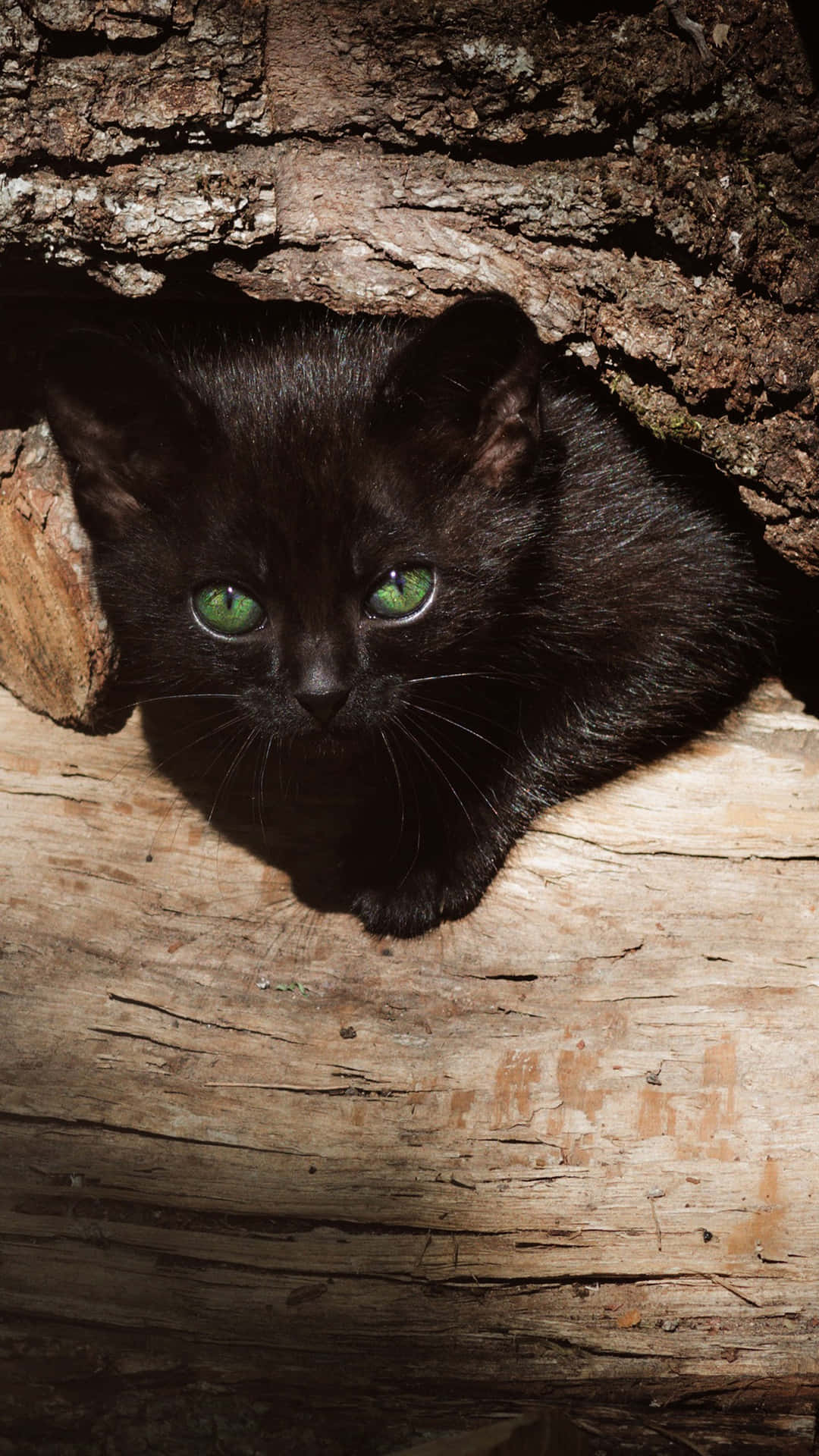 Black Kitten With Green Eyes Wallpaper