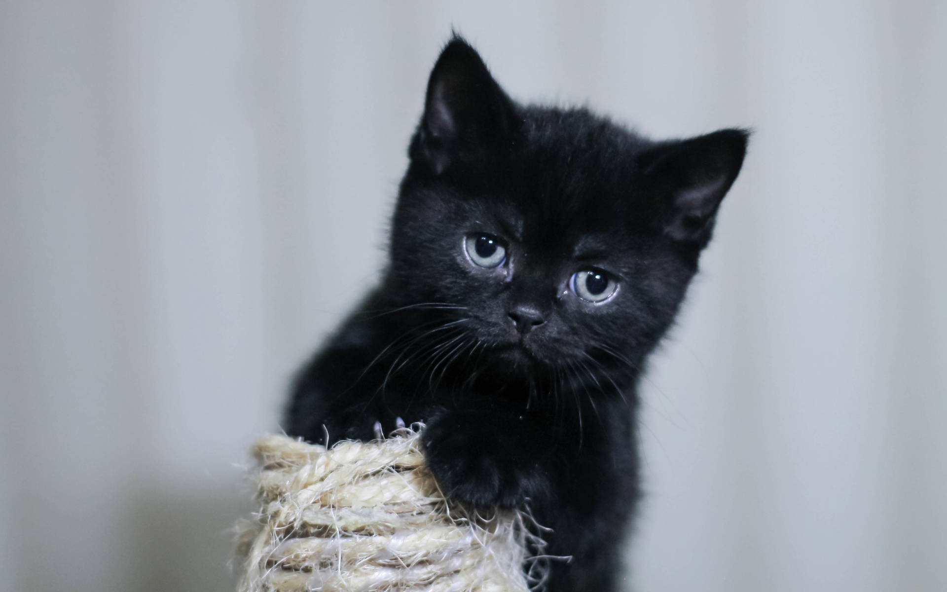 Black Kitten With Rope Wallpaper