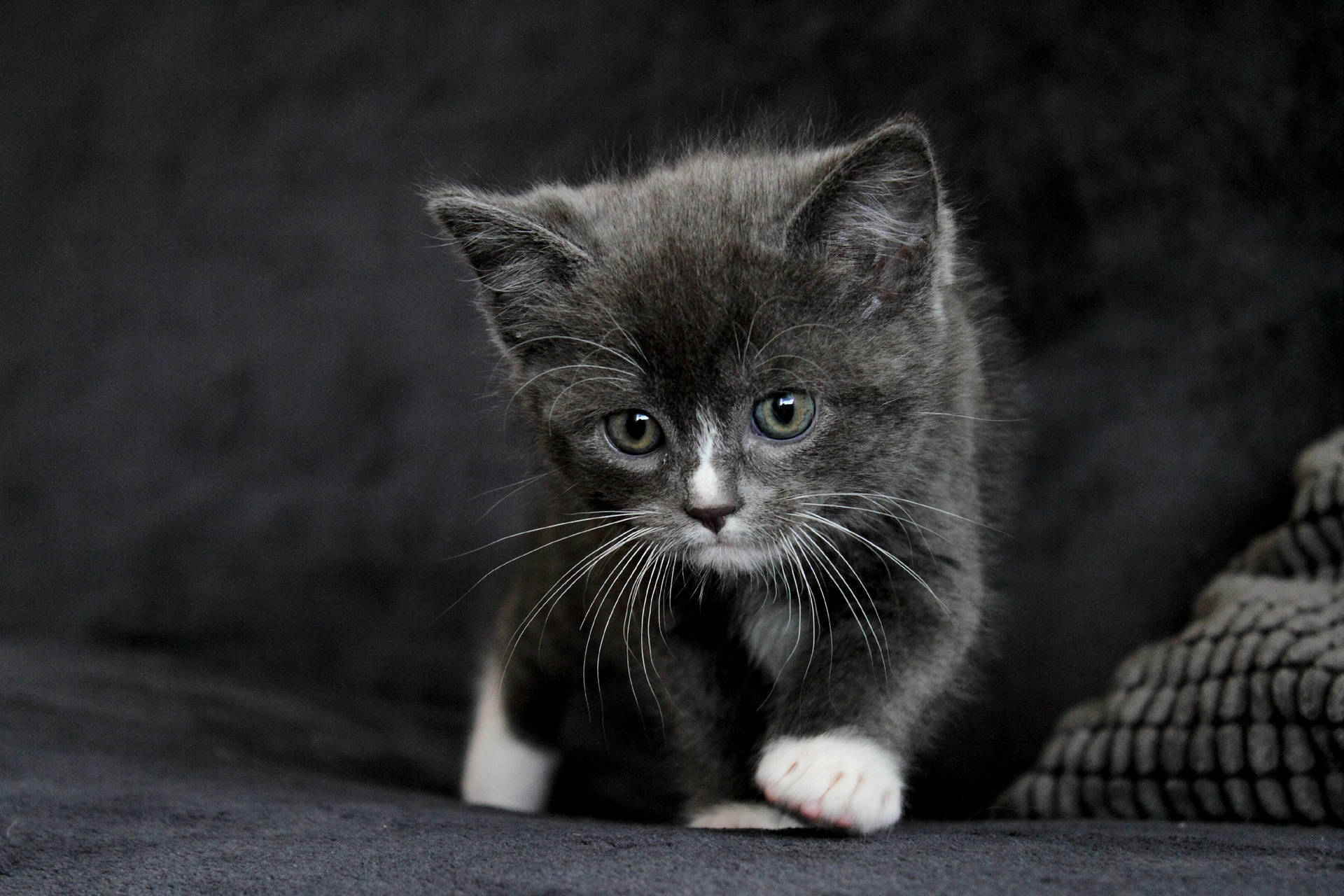 Black Kitten With White Paws Wallpaper