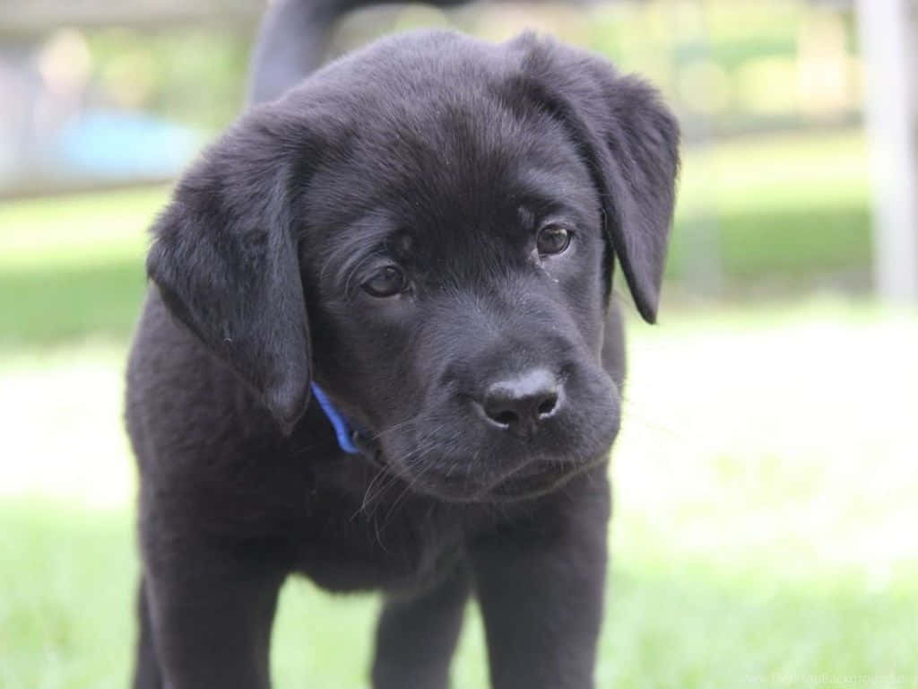Black Lab Puppies Curious Eyes Picture