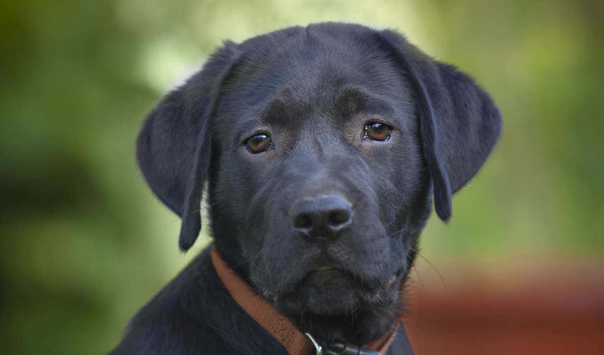 Immaginedi Cuccioli Di Labrador Neri Con Espressione Triste