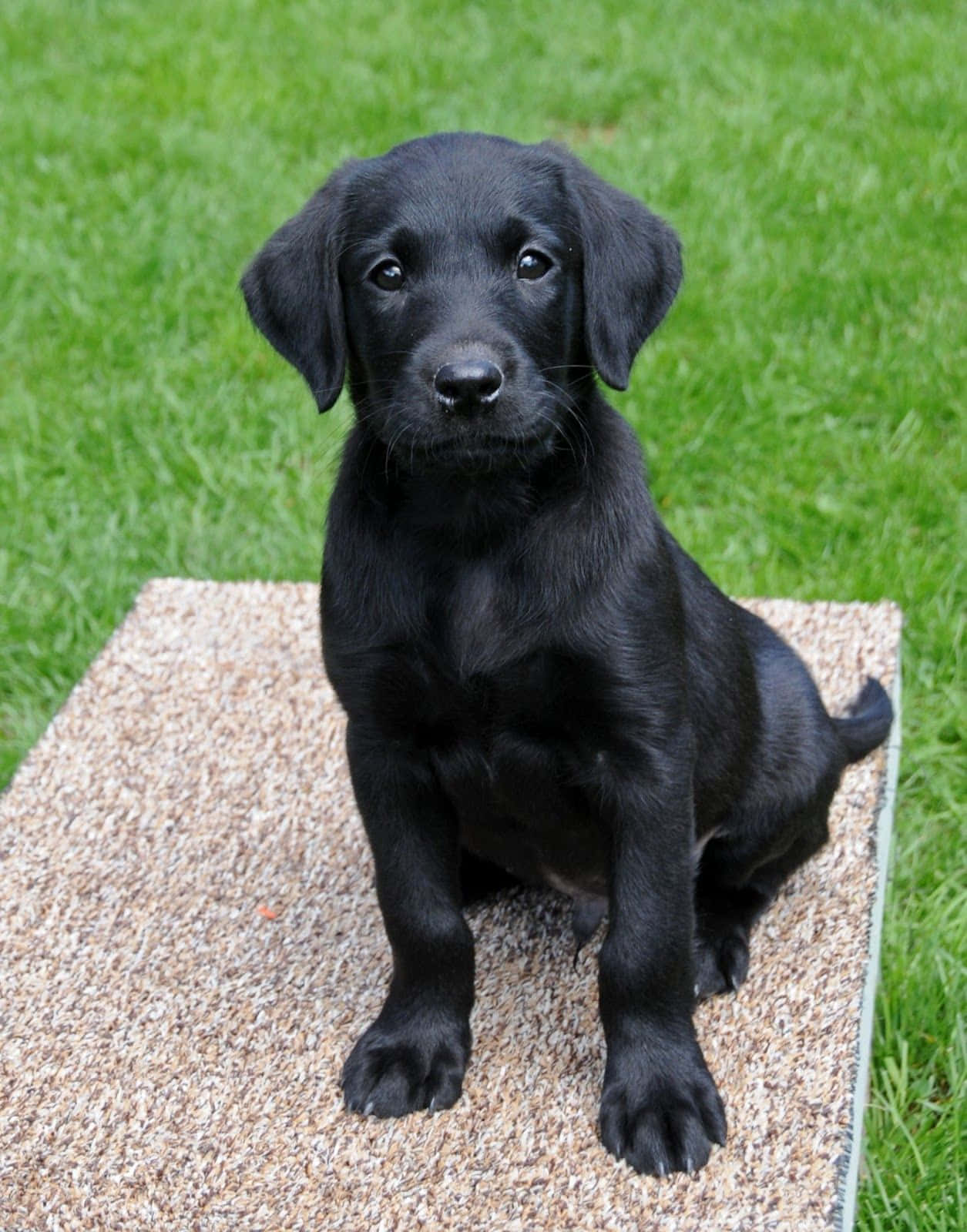 Black Lab Puppies Floppy Ears Picture