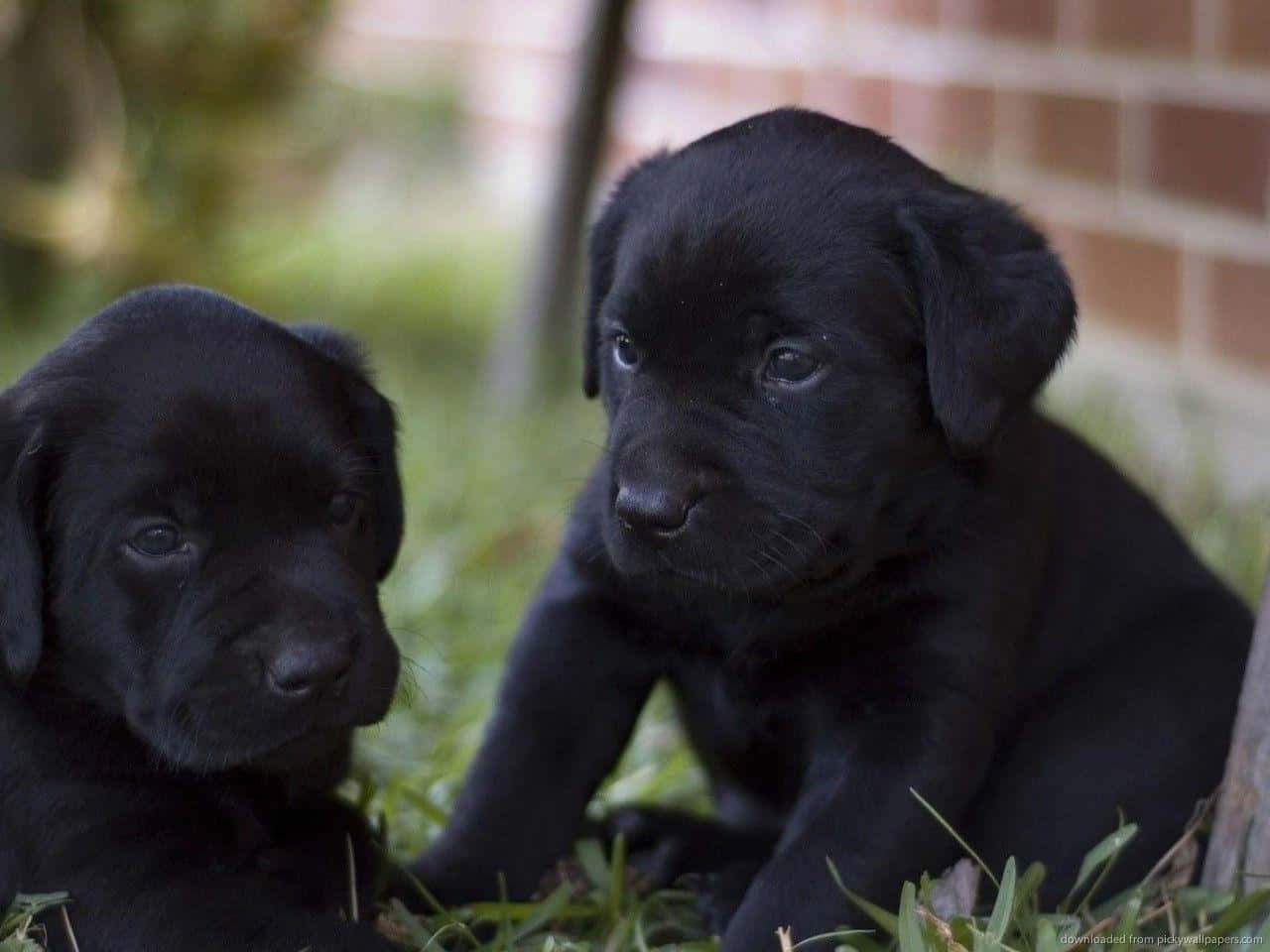 Imagende Adorables Cachorros De Labrador Negro.