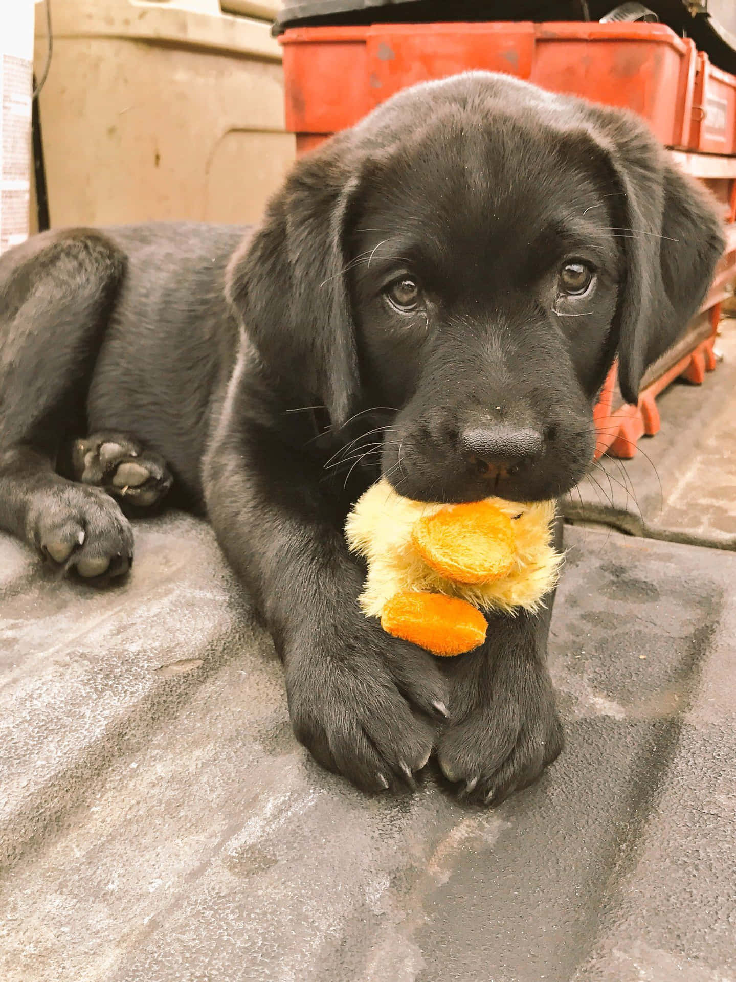 Black Lab Puppies Toy Picture