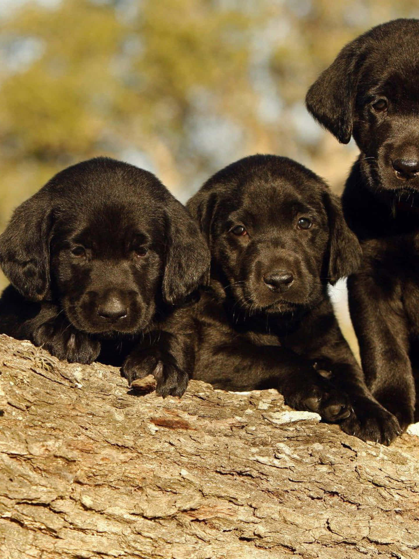 Fotodi Adorabili Cuccioli Di Labrador Neri Con Facce Carine