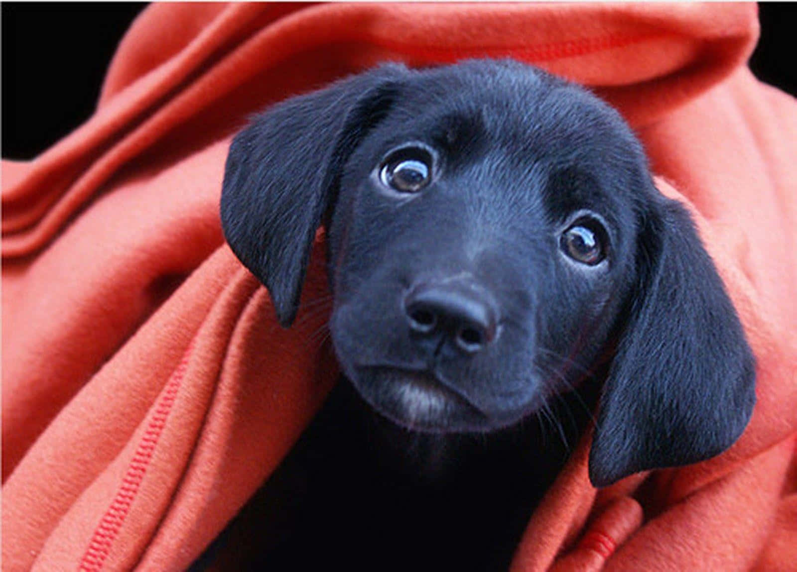 Black Lab Puppies Blanket Picture