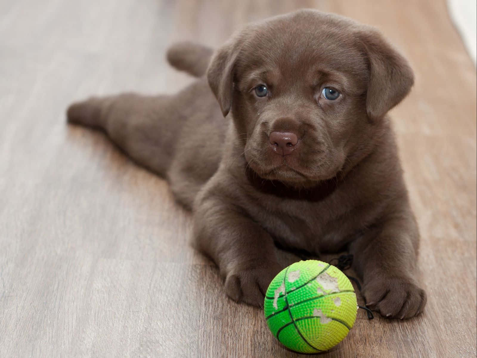 Black Lab Puppies Ball Pictures