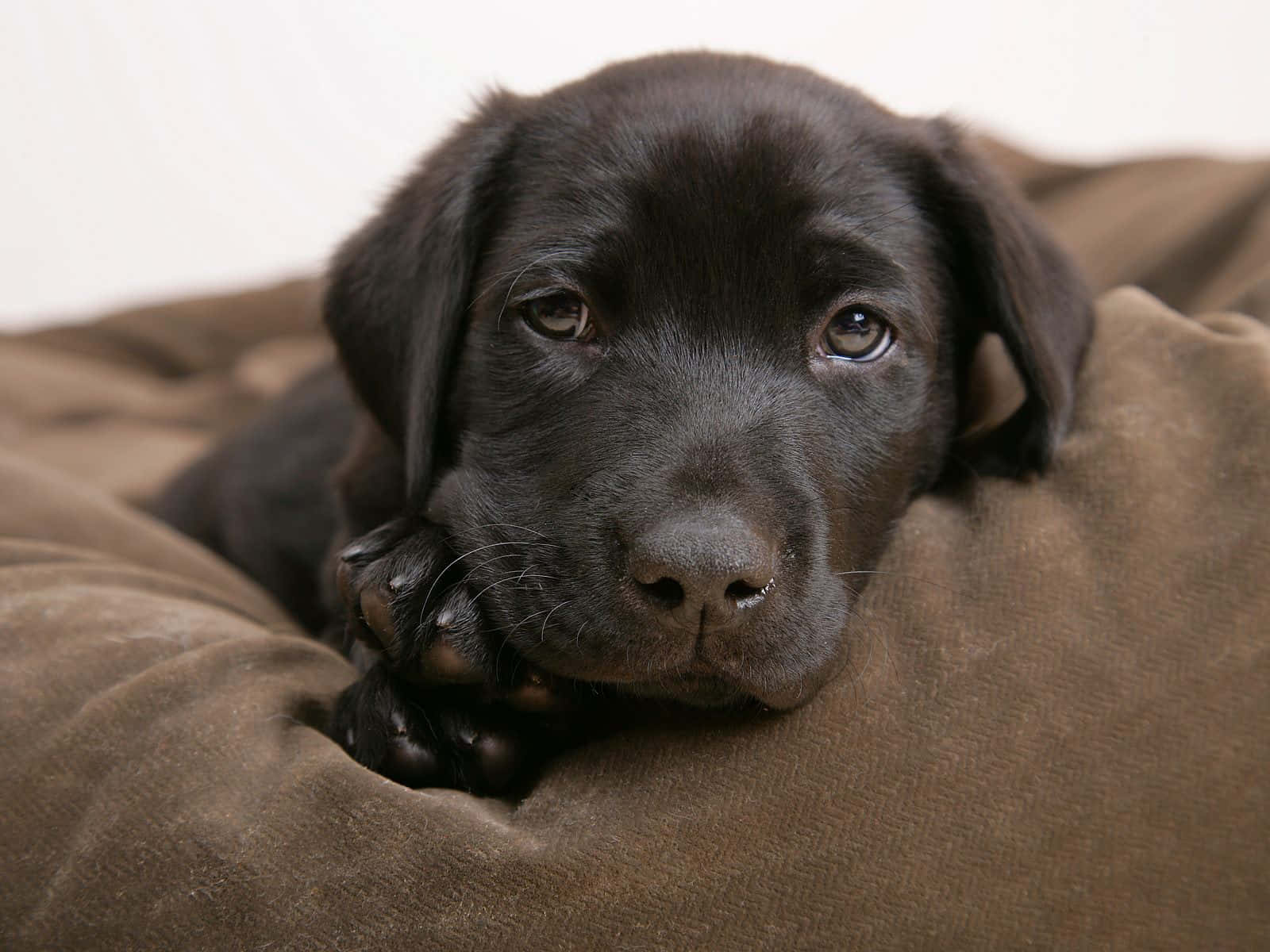 Black Lab Relaxing Puppies Picture