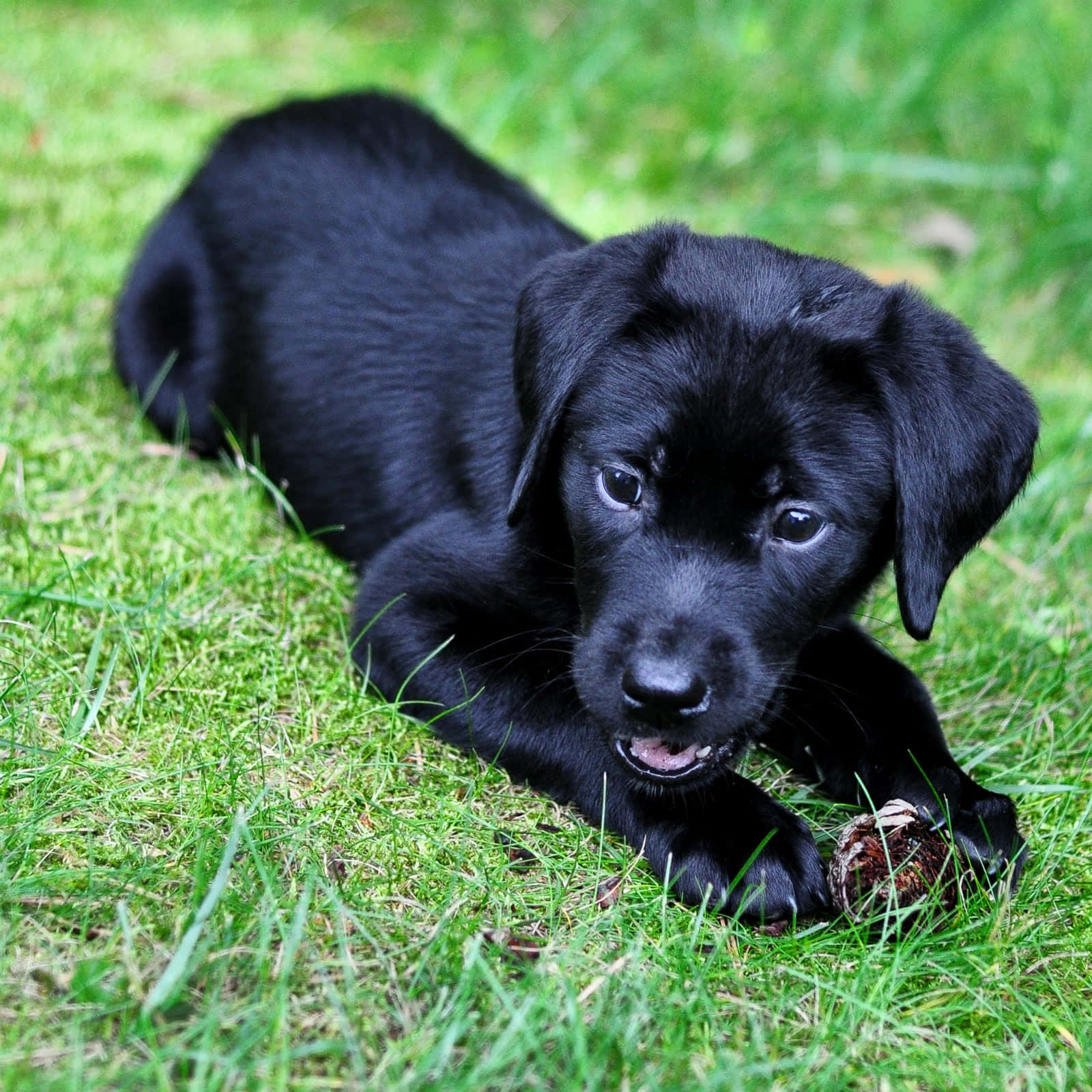 Cachorrosde Labrador Negro Con Imagen De Una Bellota.