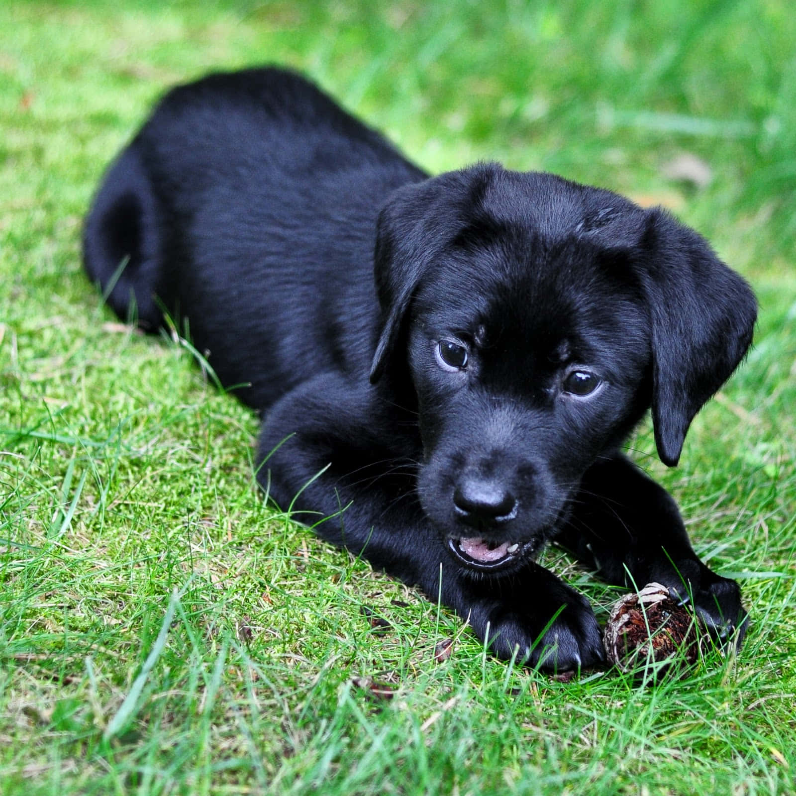 Cachorrosde Labrador Negro Mordiendo Una Imagen.