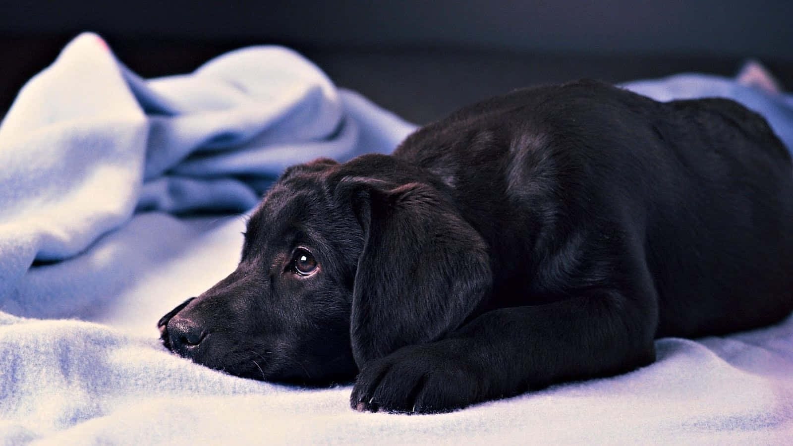 Fotode Una Cama Con Cachorros De Labrador Negro