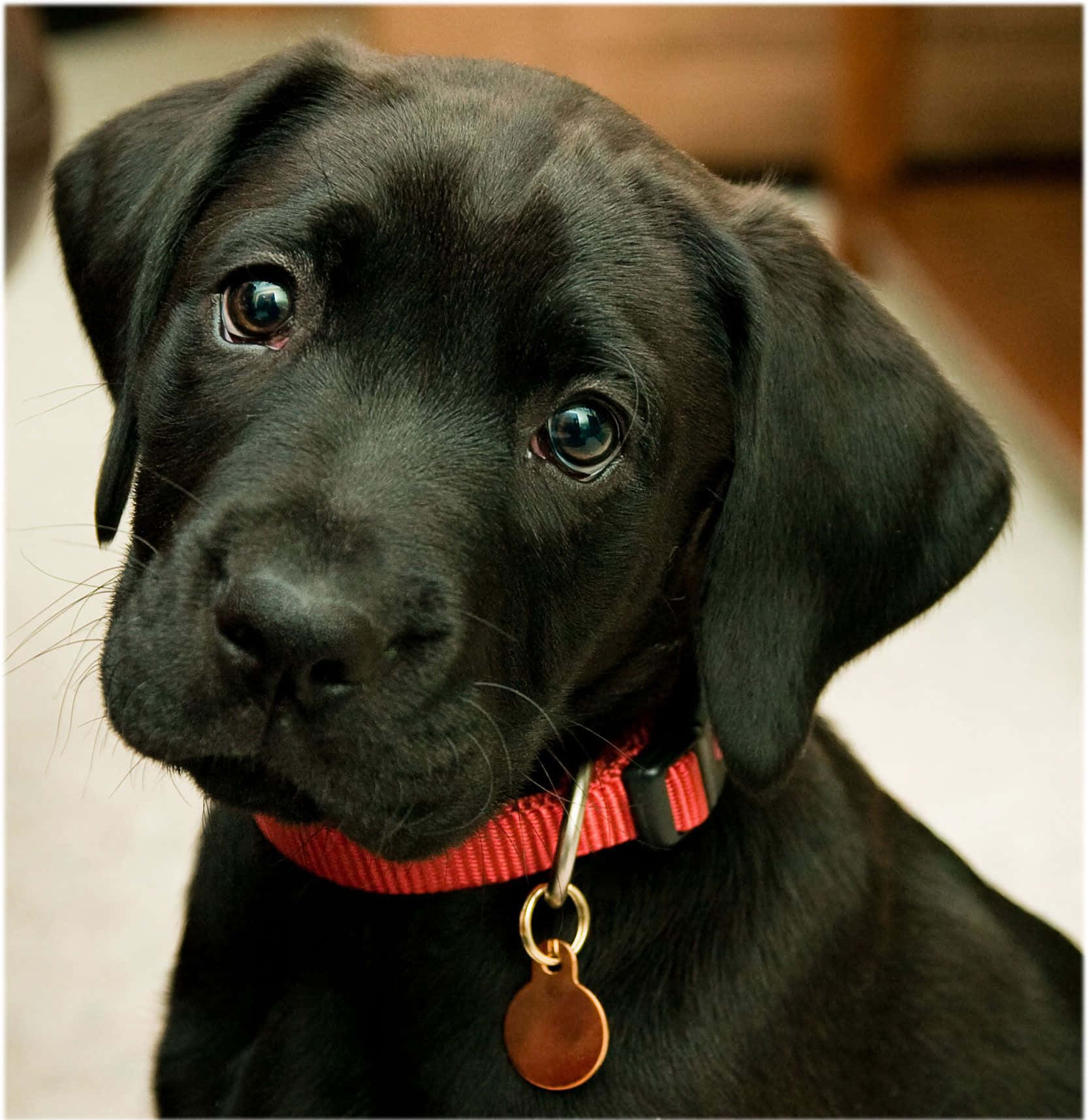 Curious Face Black Lab Puppies Picture