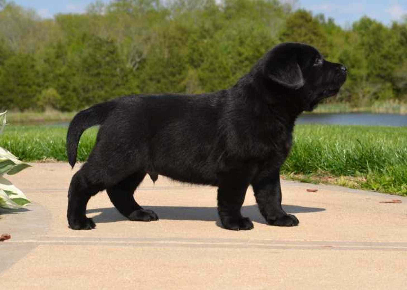 Cachorrosde Labrador Negro, Fotografía De Buena Forma