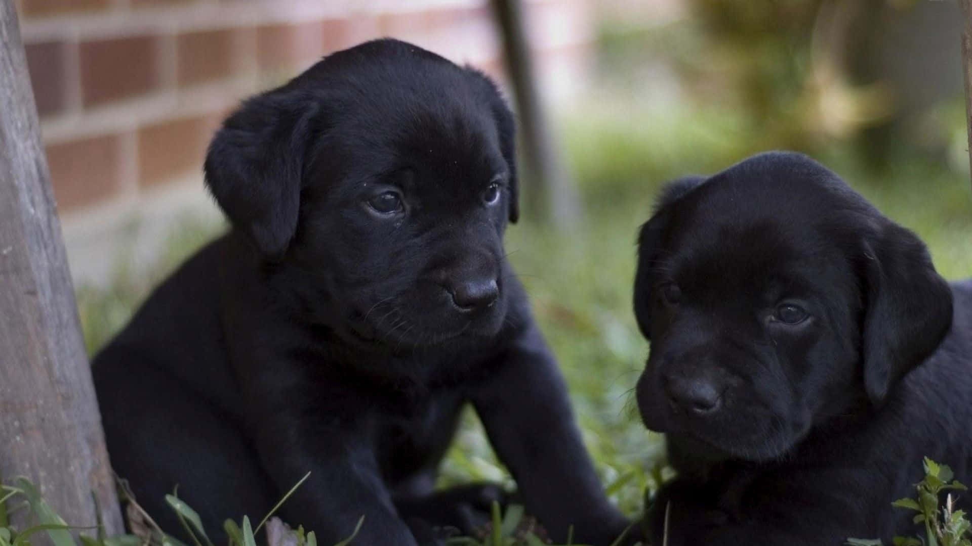 Imagende Cachorros De Labrador Negro En Exteriores