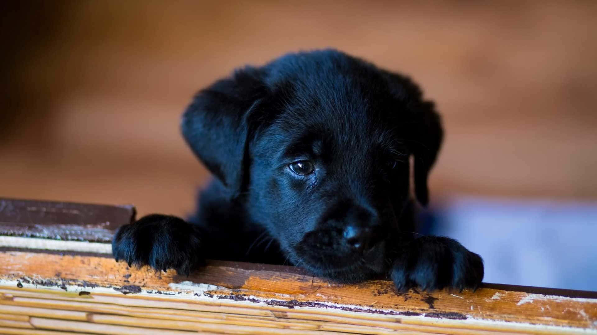 Black Lab Puppies Cute Ears Picture