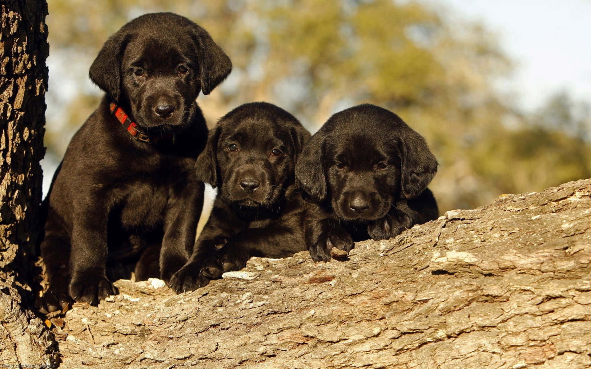 Curious and playful Black Lab puppies exploring their surroundings.