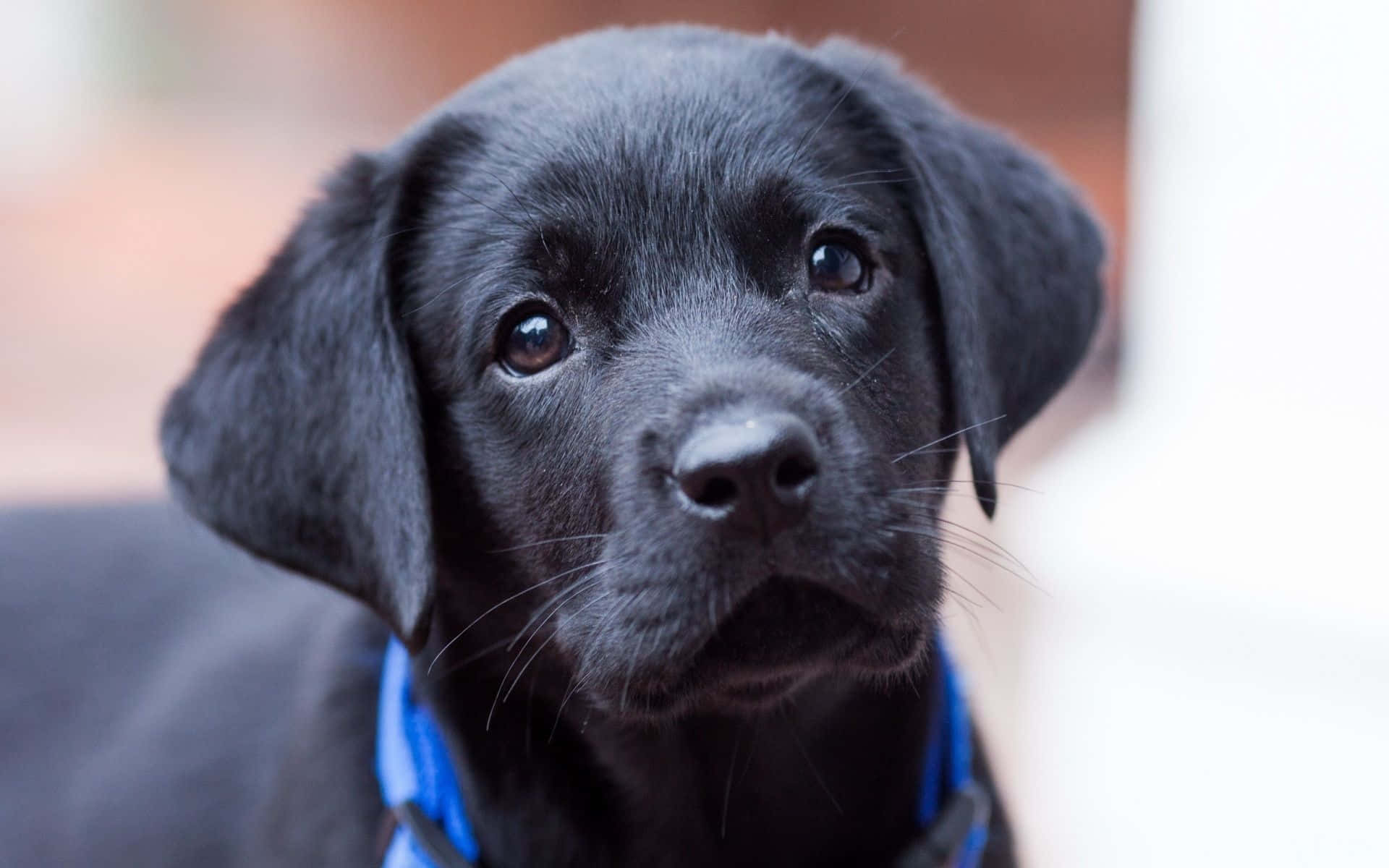 Cachorrosde Labrador Negro, Imagen Adorable.