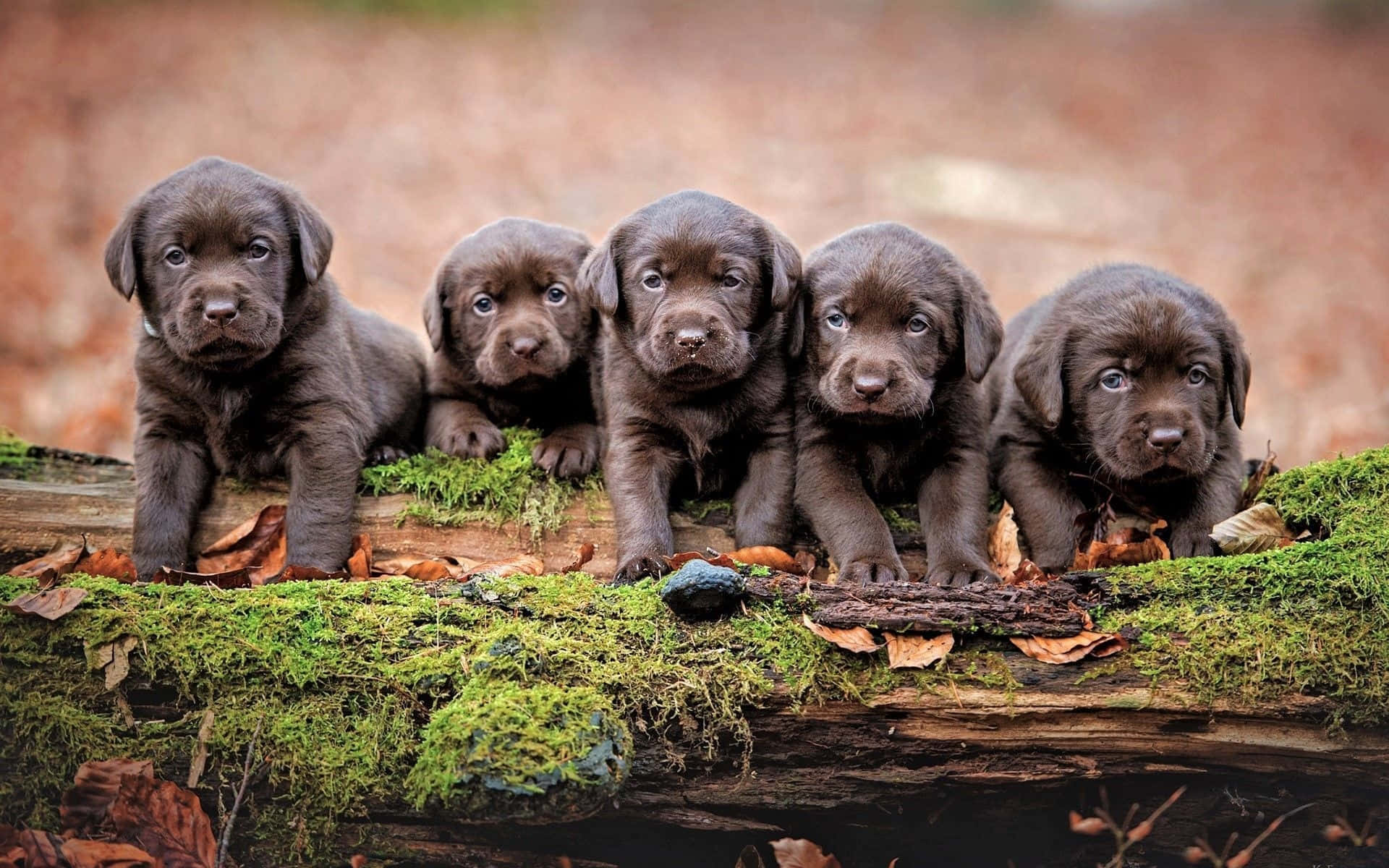 Cucciolidi Labrador Neri Su Una Foto Di Albero