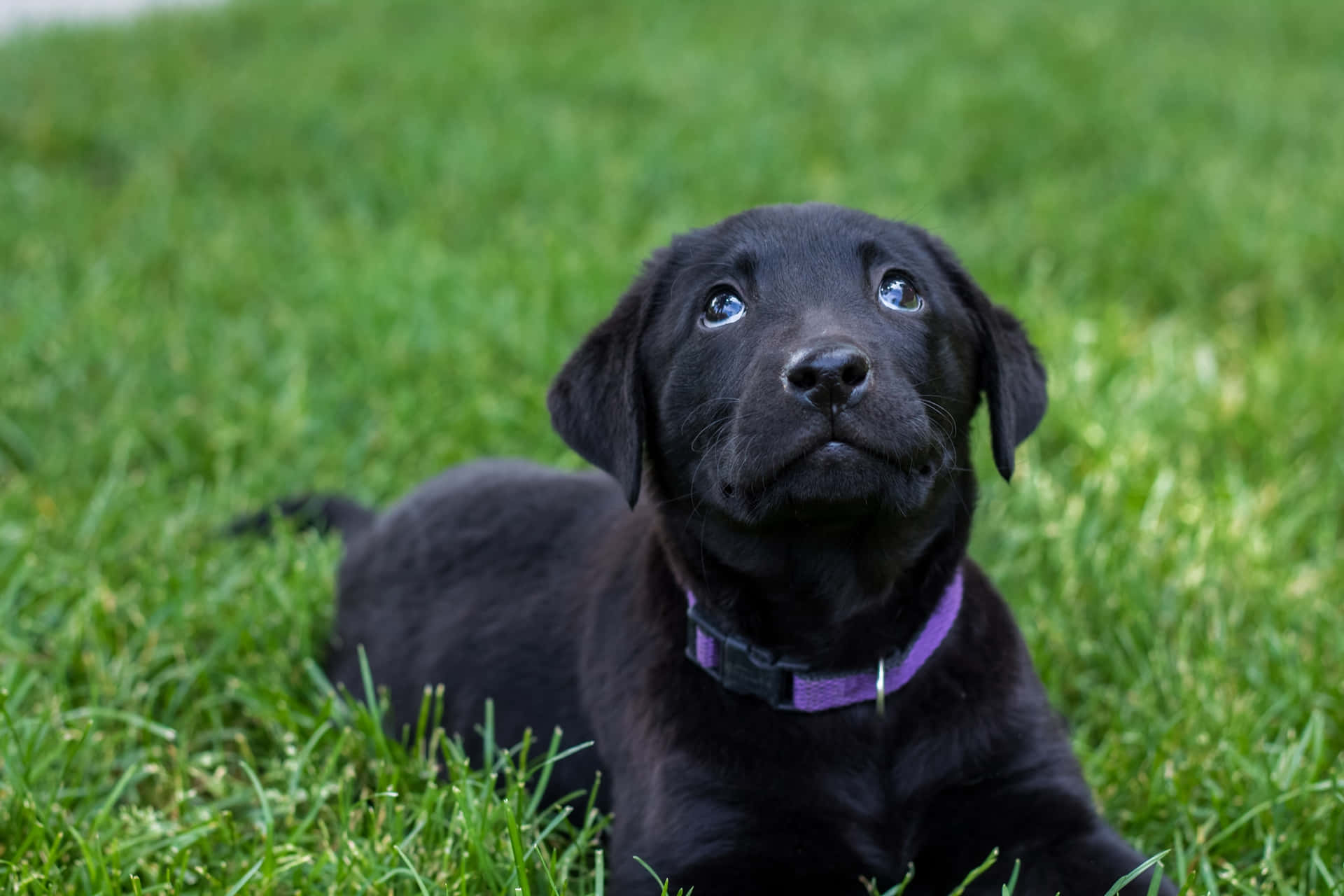 Playful Black Lab Puppies Frolicking Outdoors.
