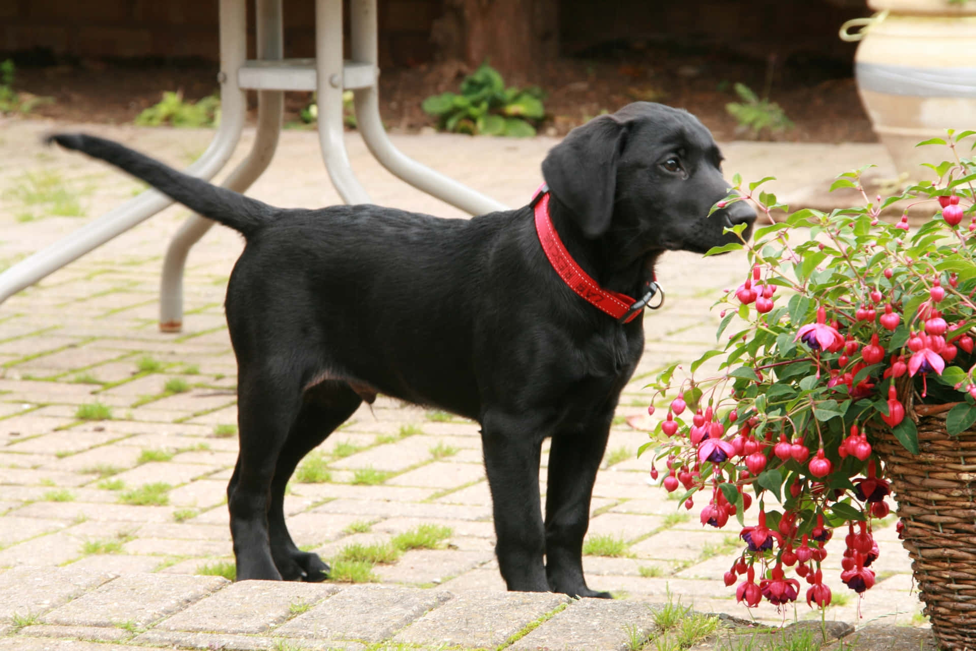 Healthy Black Lab Puppies Picture