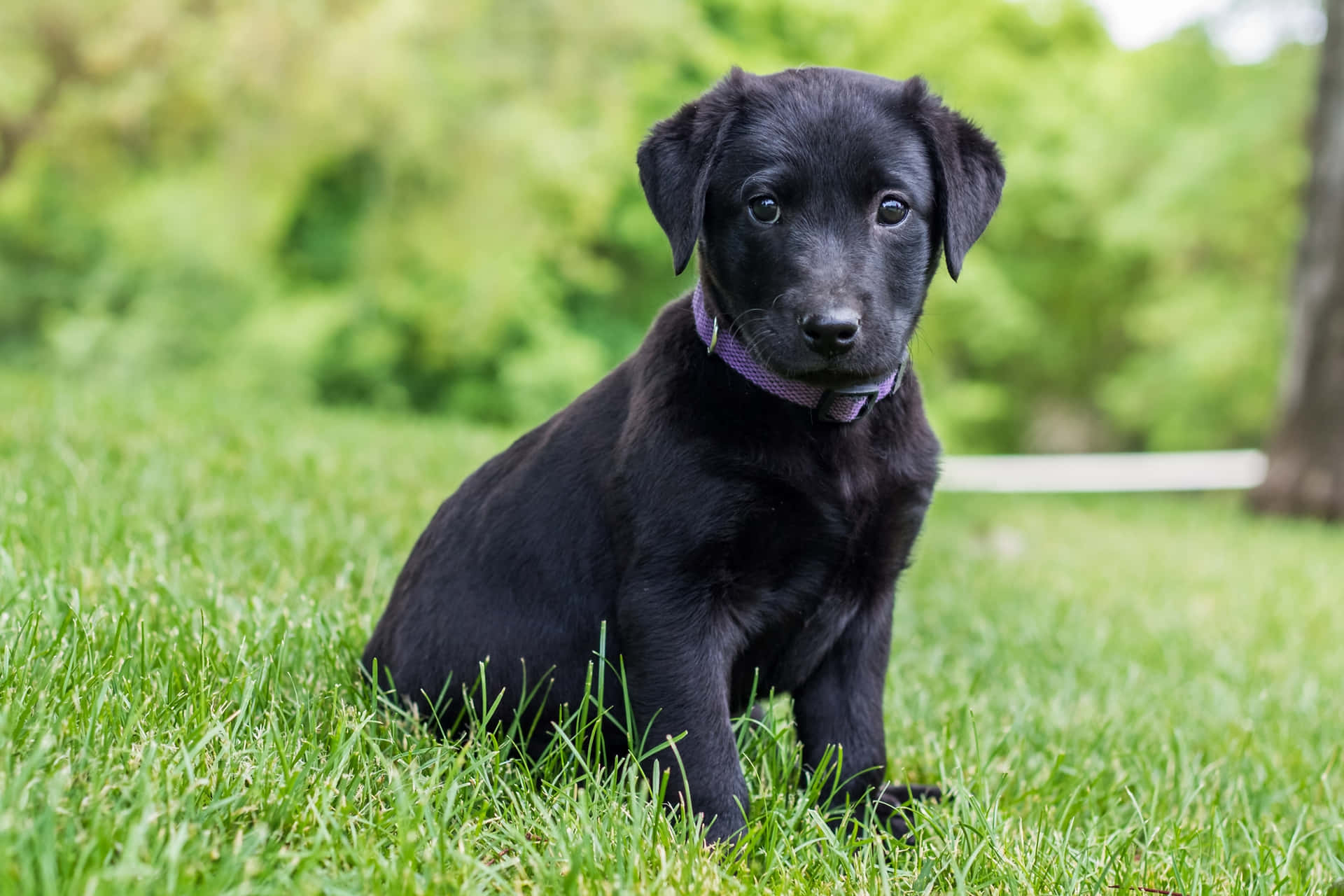 Imagende Cachorros De Labrador Negro Adorables.