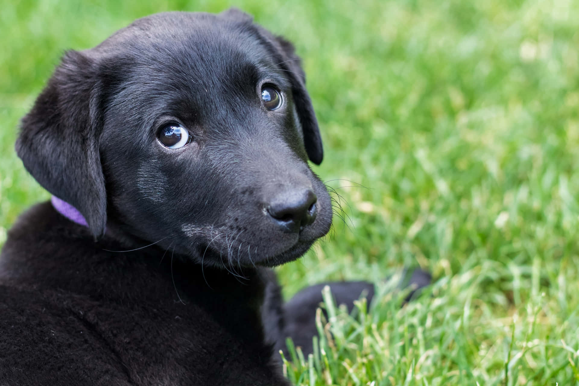 Fotode Adorables Cachorros De Labrador Negro