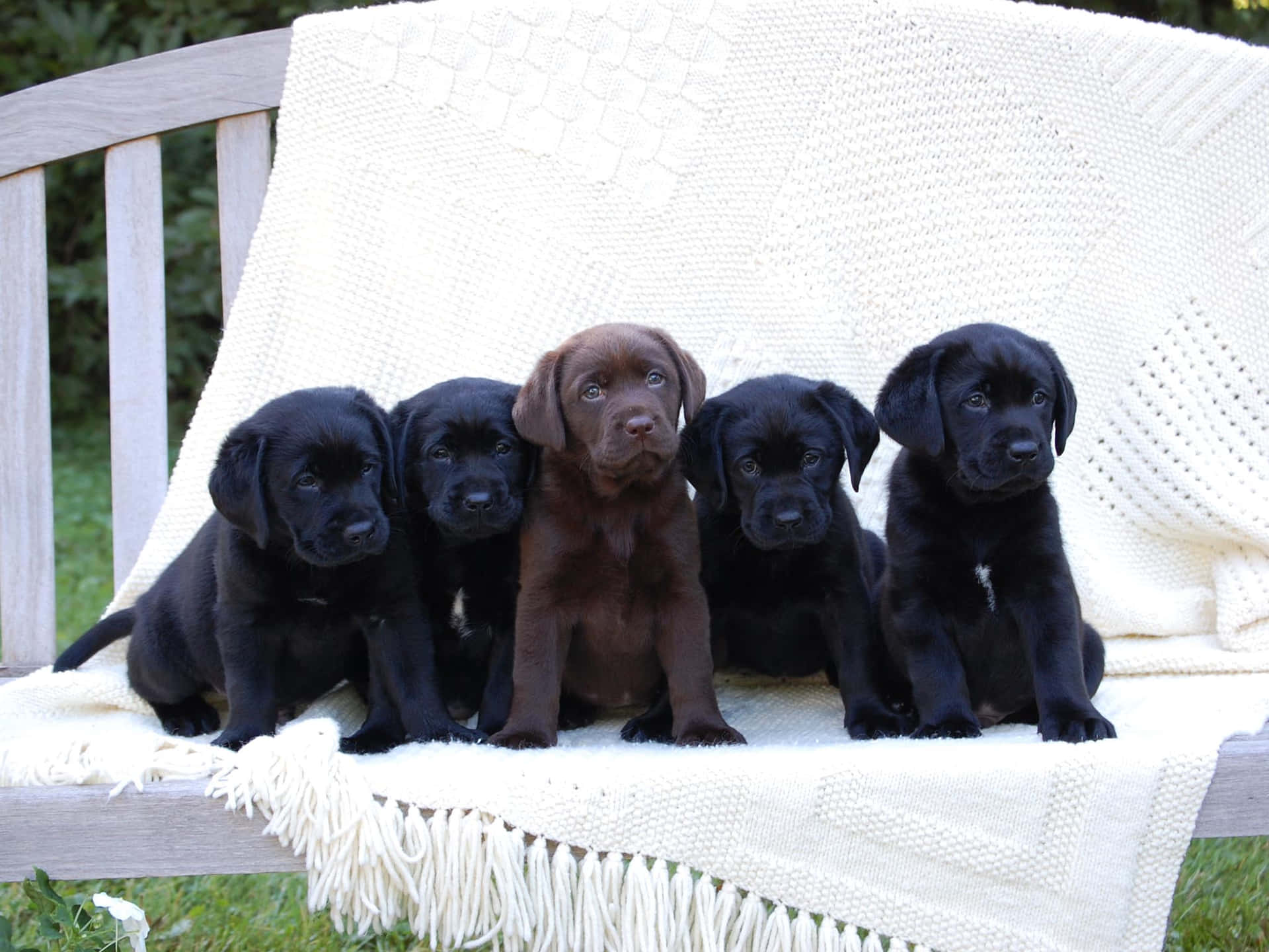 Hermosaimagen De Cachorros De Labrador Negro