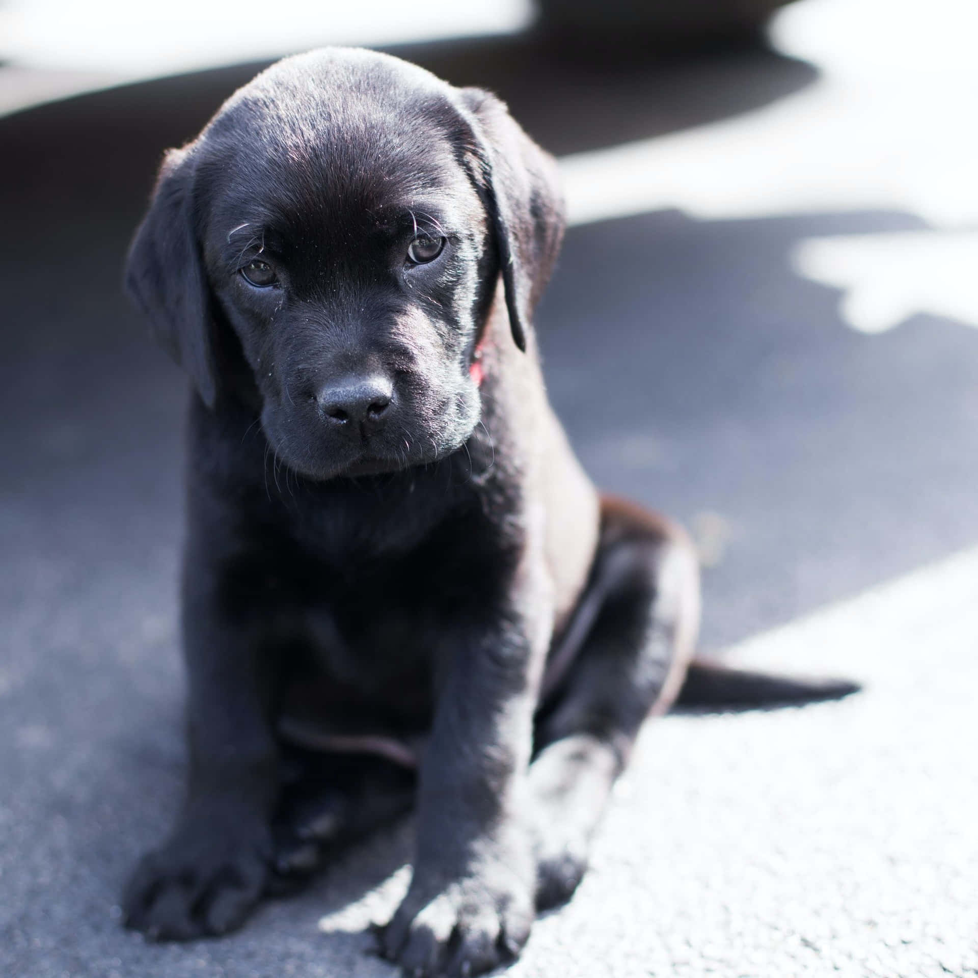 Adorable Black Lab Puppies Posing for a Picture