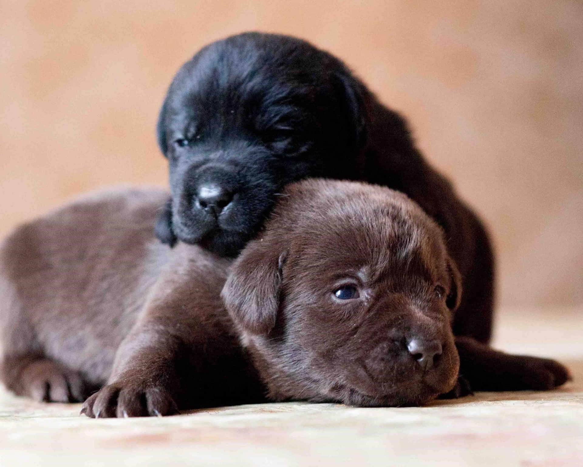 Sleeping Black Lab Puppies Picture