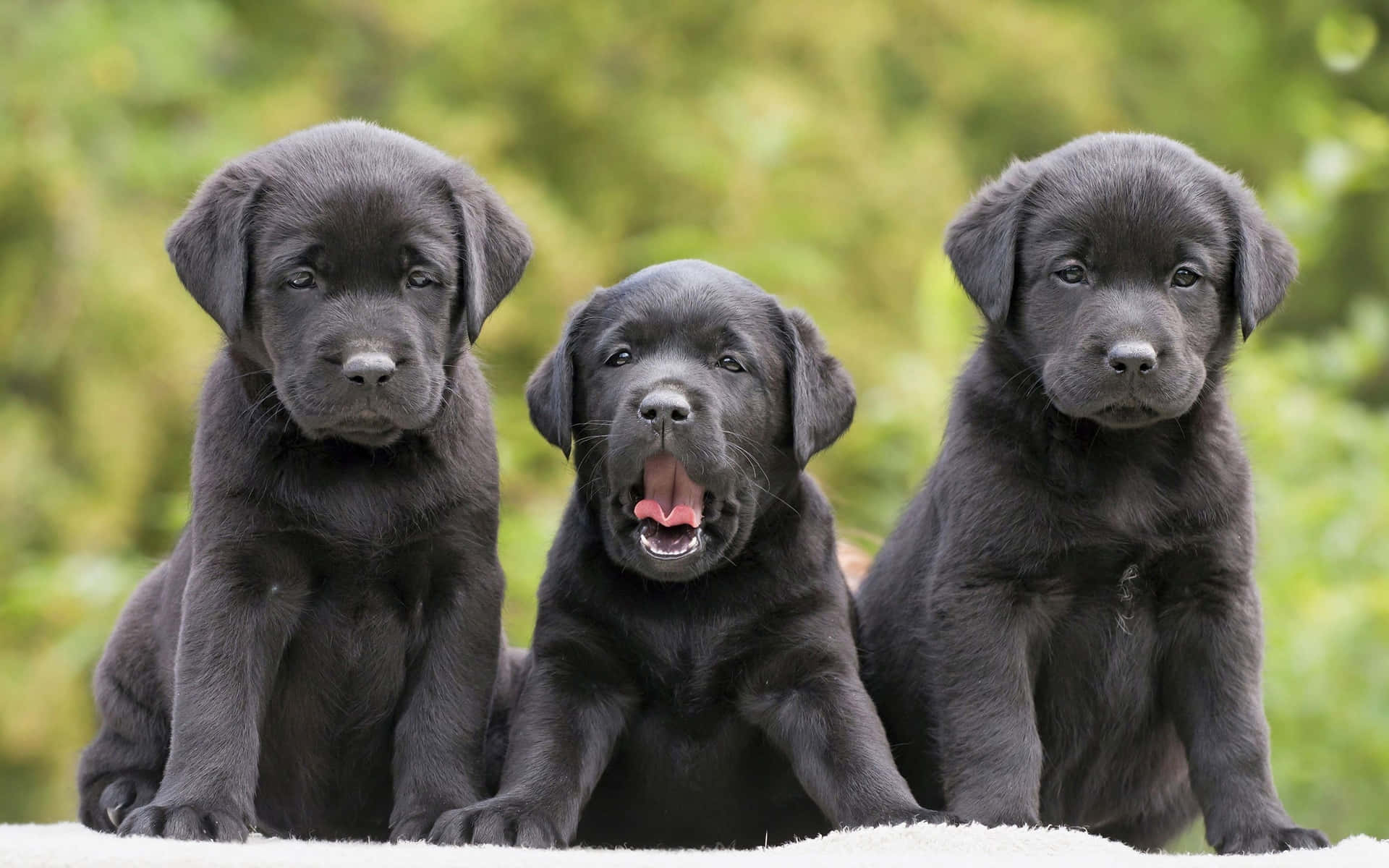 Yawning Black Lab Puppies Picture