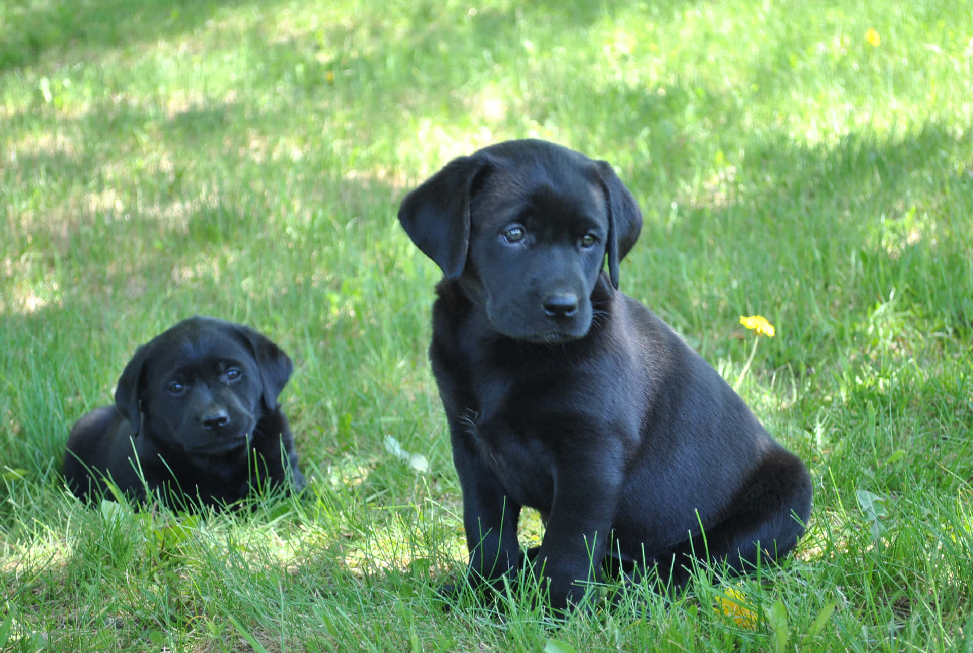 Imagende Cachorros De Labrador Negro En El Césped.