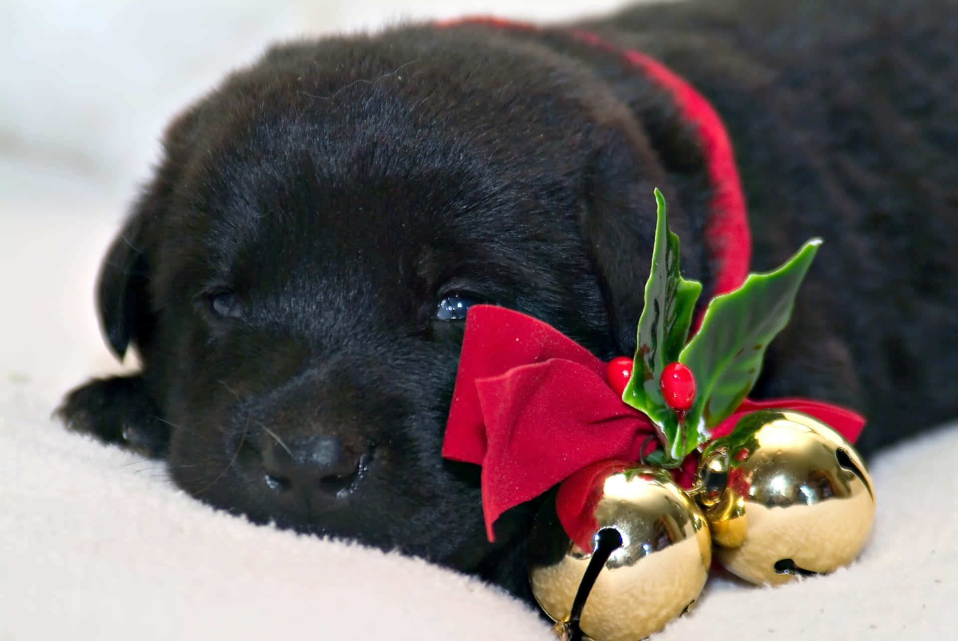 Adorable Black Lab Puppies Captured in High Resolution