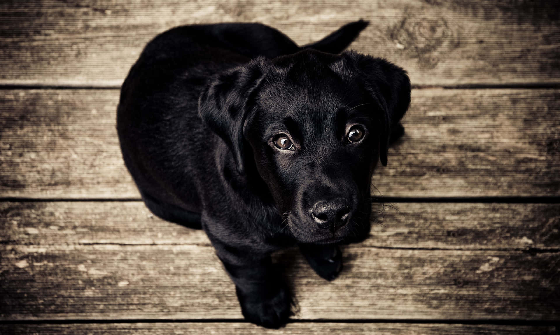 Fotode Cachorros Lindos De Labrador Negro