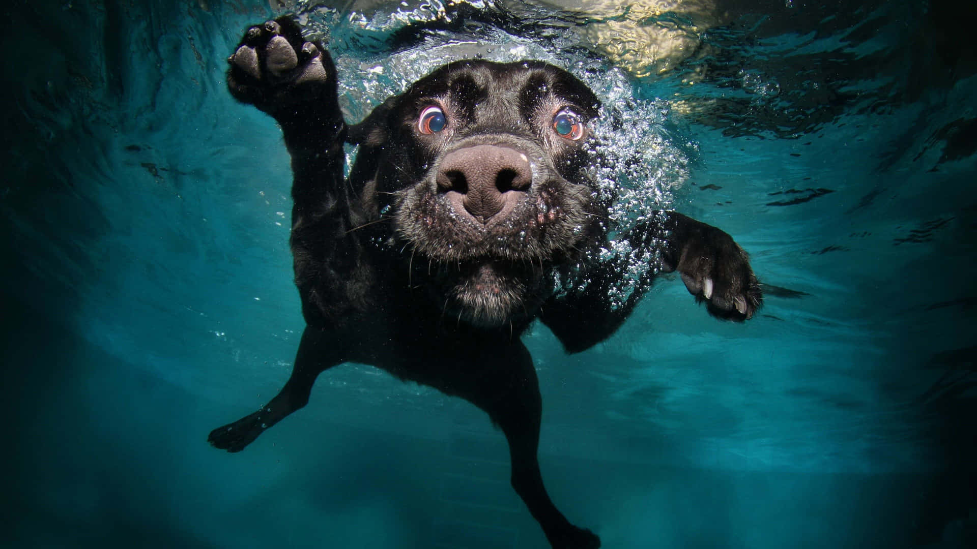 Divertidaimagen De Cachorros De Labrador Negro Nadando