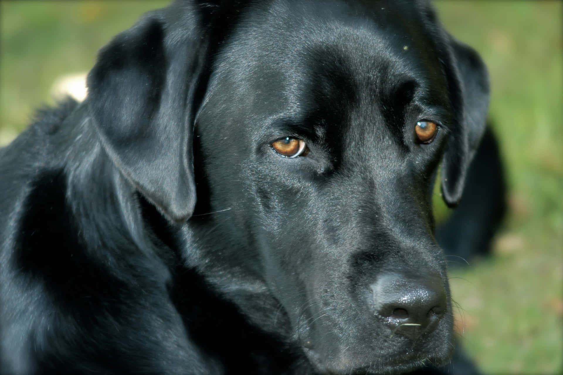 Download Black Labrador Pictures | Wallpapers.com