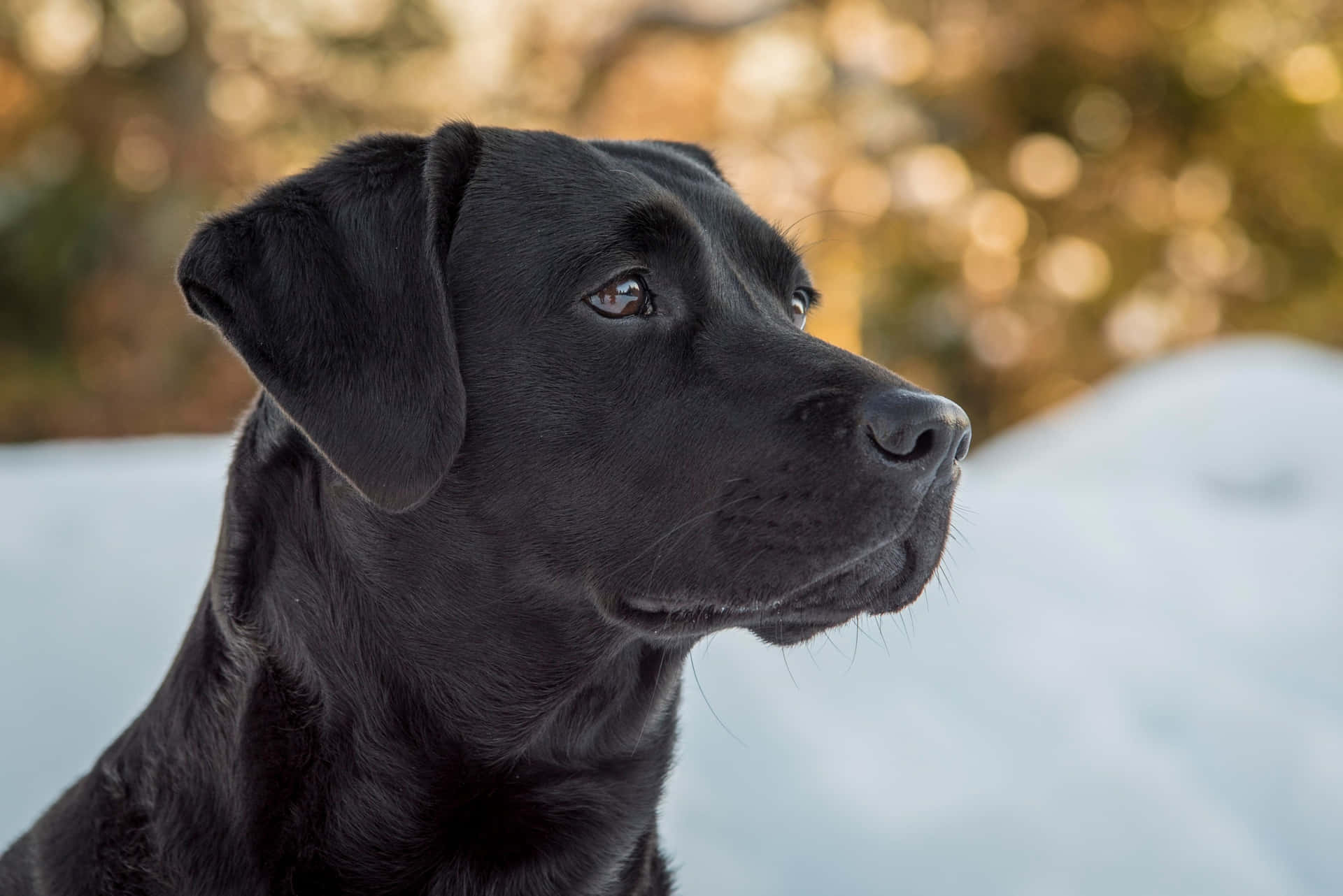 Black Labrador Pictures