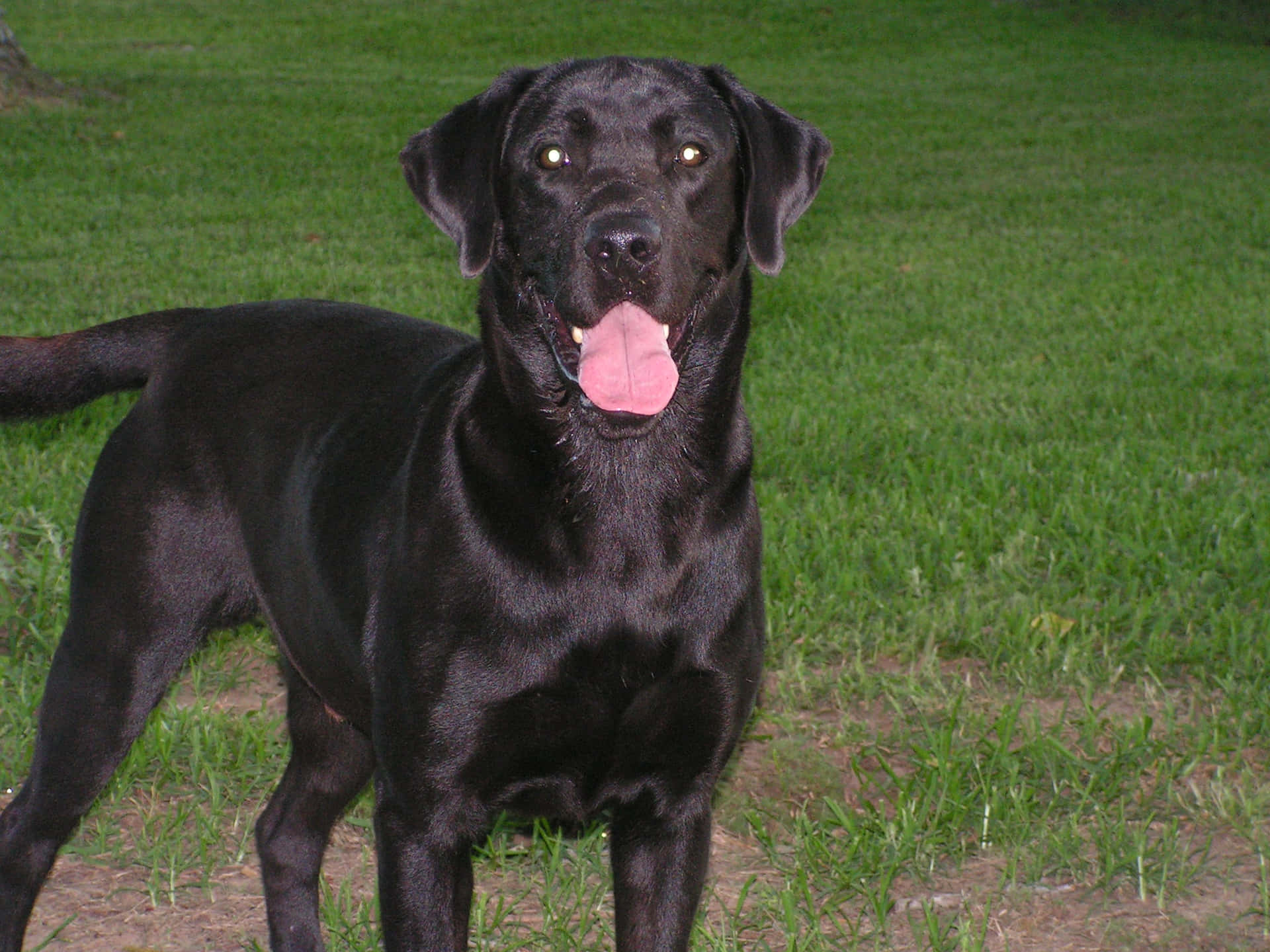 Black Labrador Pictures