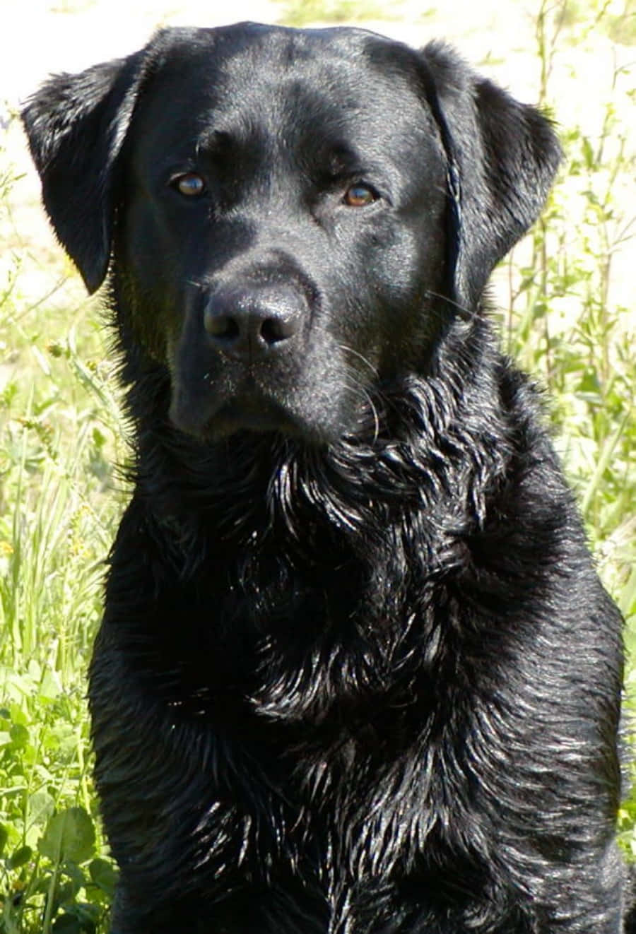 Black Labrador Pictures