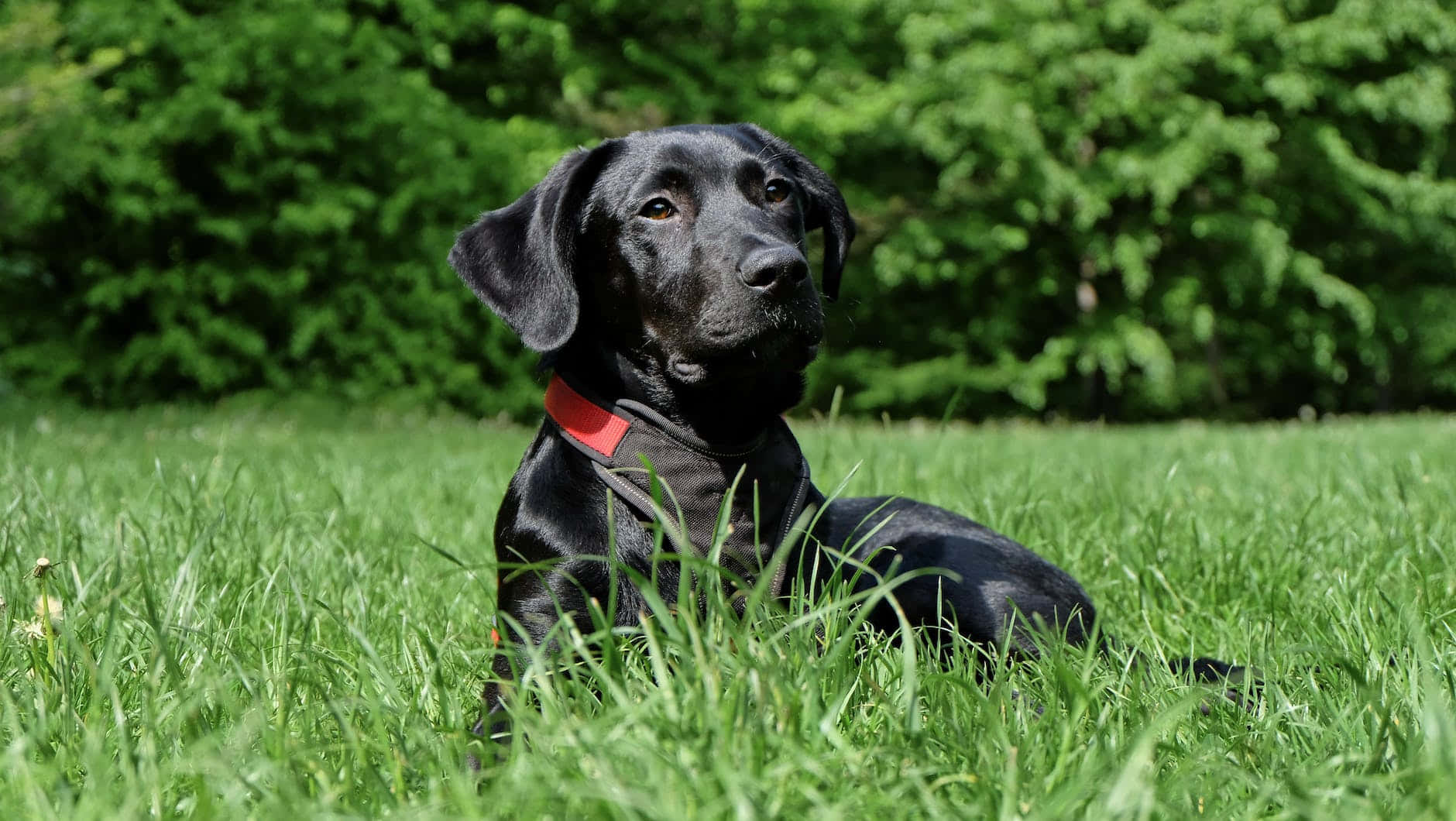 Black Labrador Pictures