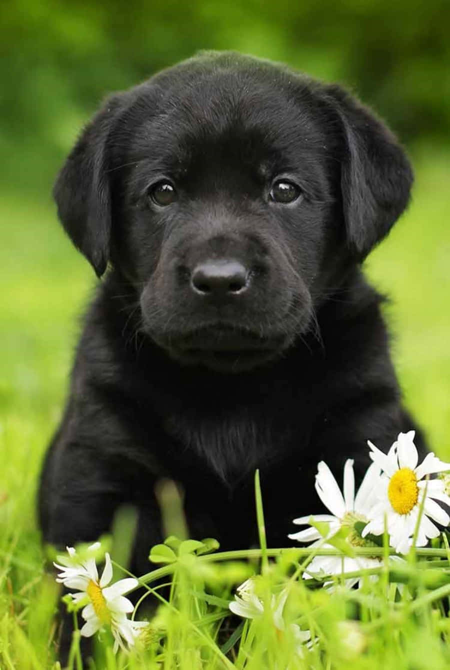 Black Labrador Pictures