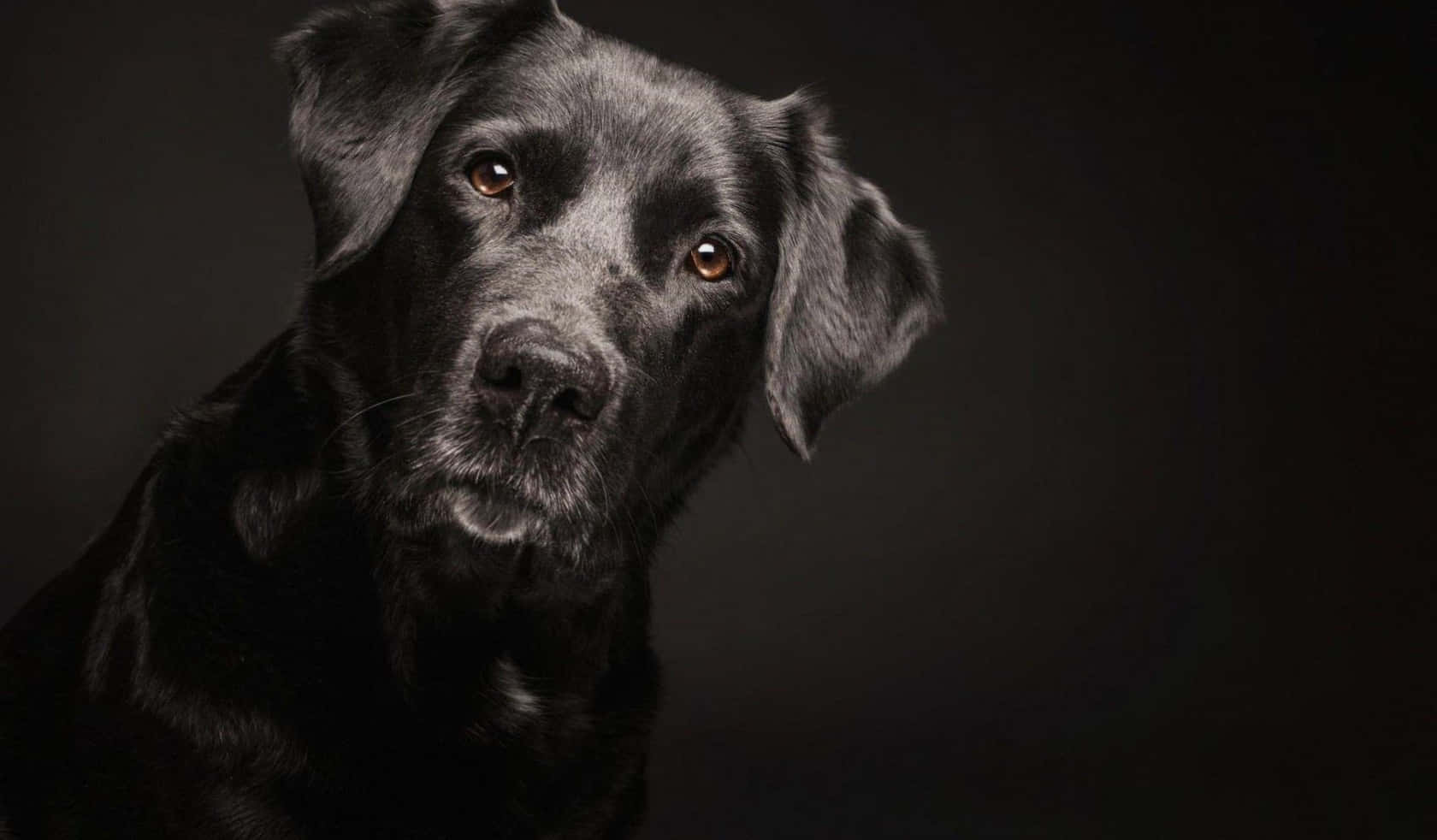 Black Labrador Pictures