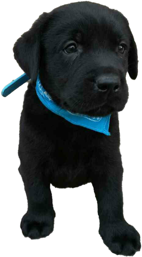 Download Black Labrador Puppy Blue Collar | Wallpapers.com