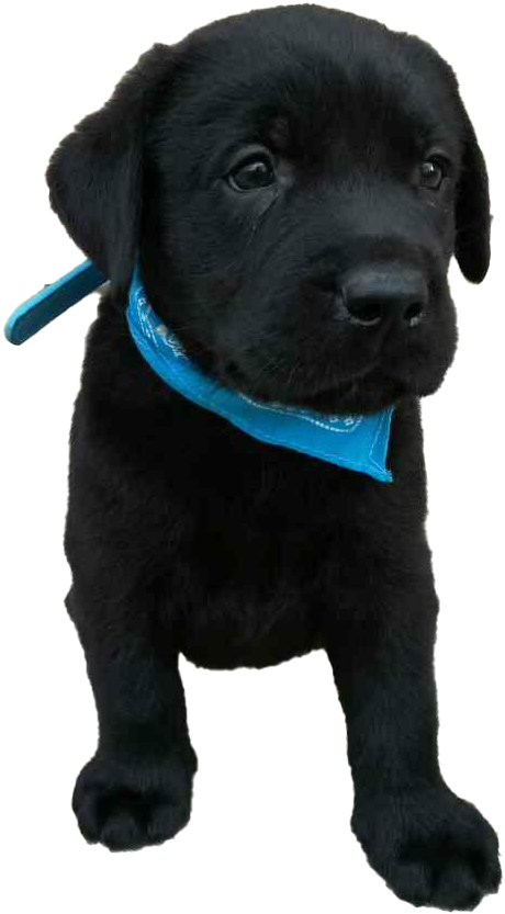 Black Labrador Puppy Blue Collar PNG